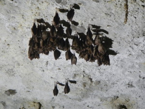 colonia di pipistrelli